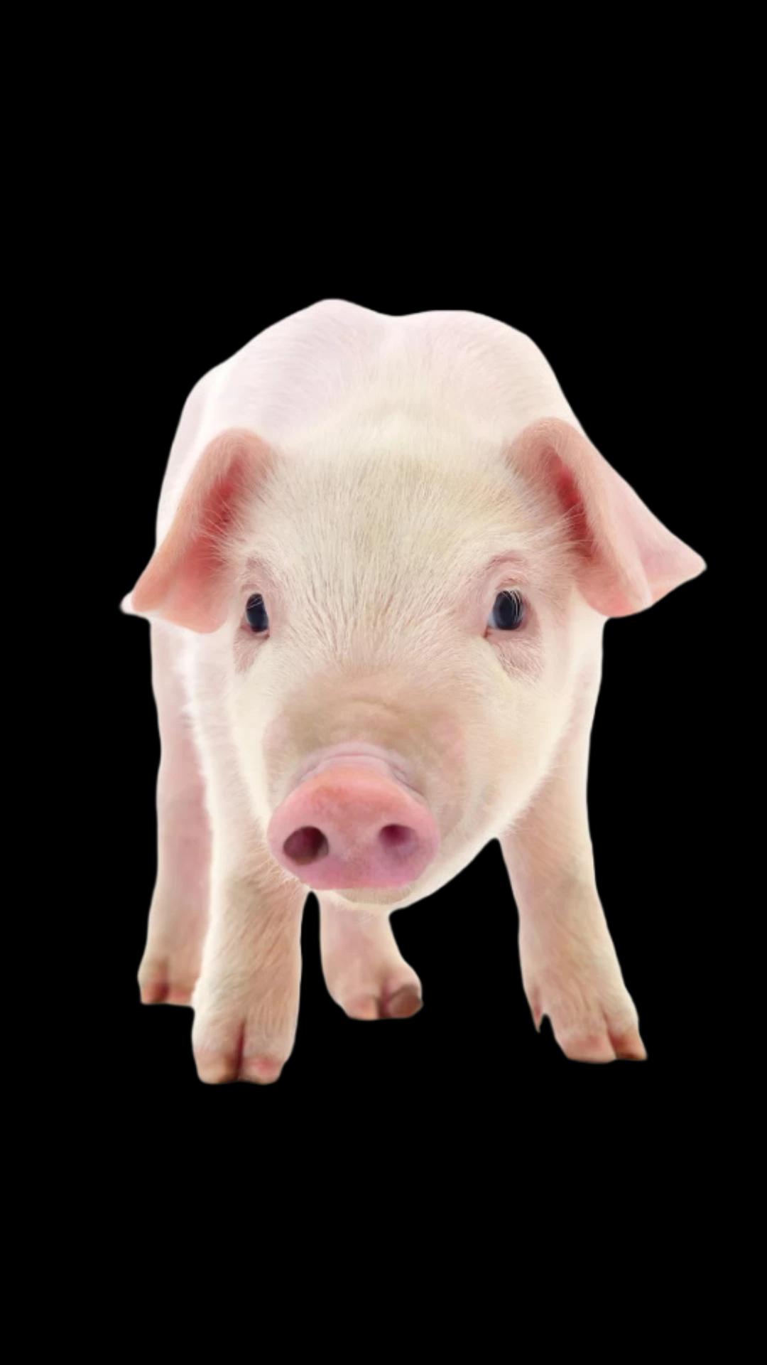 Gestión clínica veterinaria