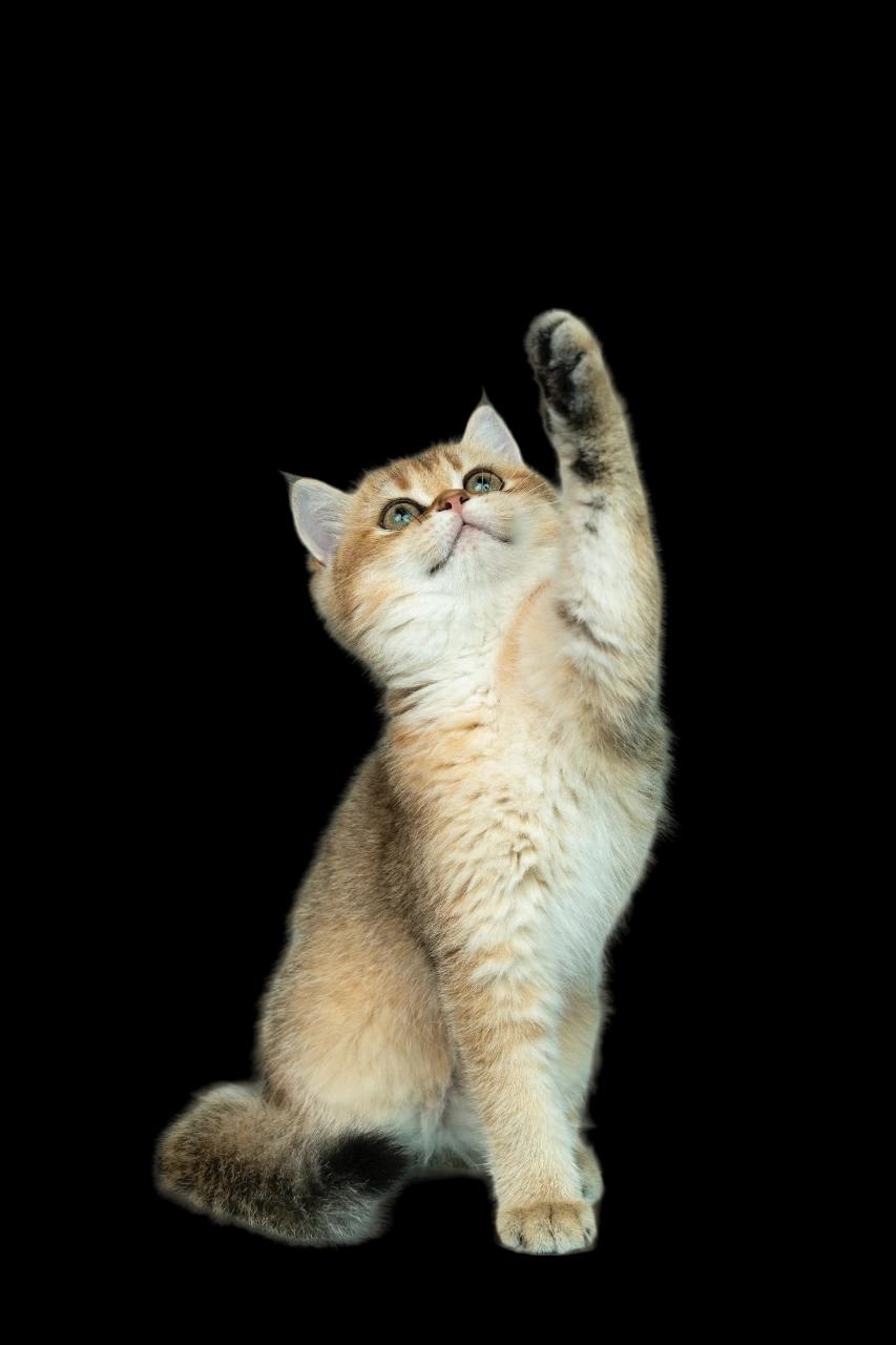 Agenda veterinaria inteligente