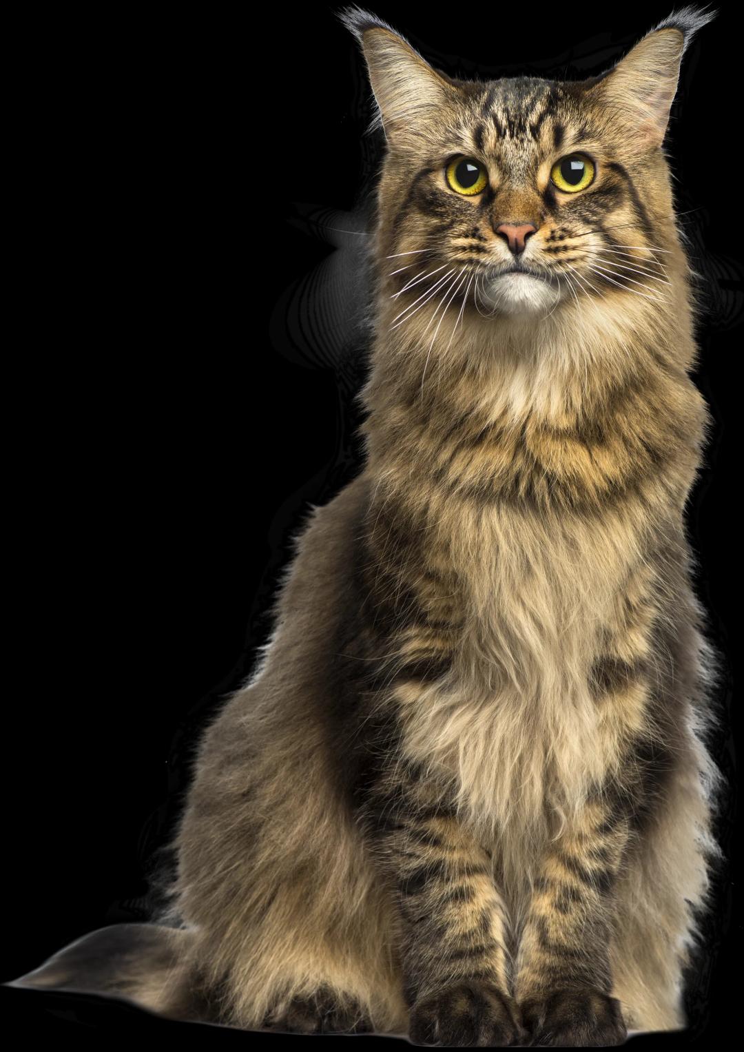 Digitalización veterinaria